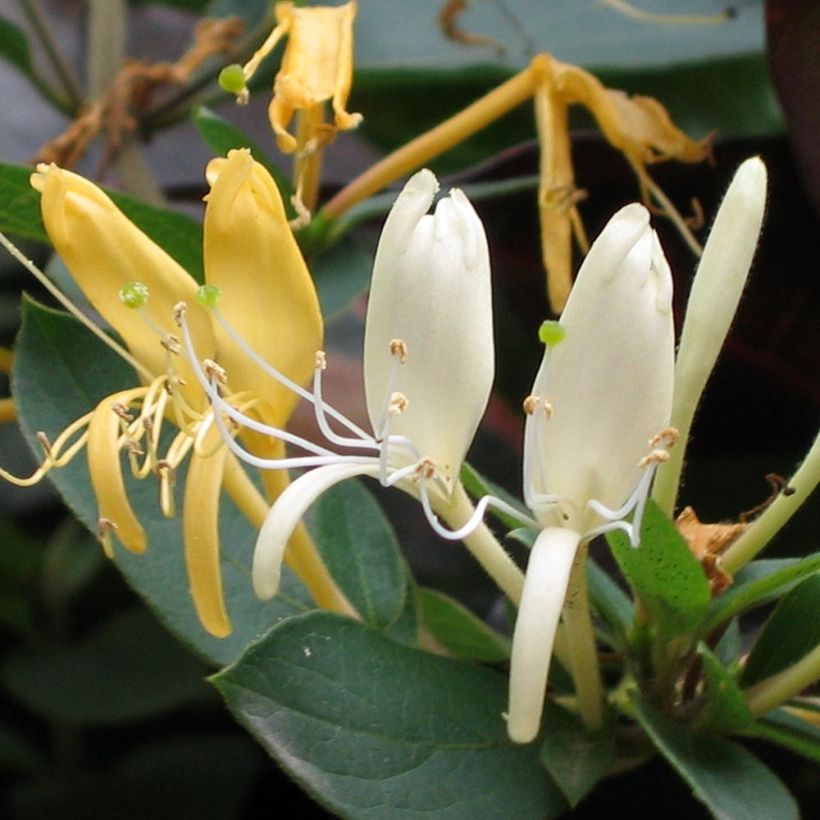 Lonicera japonica Sweet Isabel - Japanisches Geißblatt (Flowering)