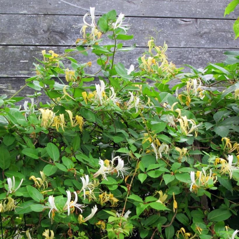 Lonicera japonica Sweet Isabel - Japanisches Geißblatt (Plant habit)