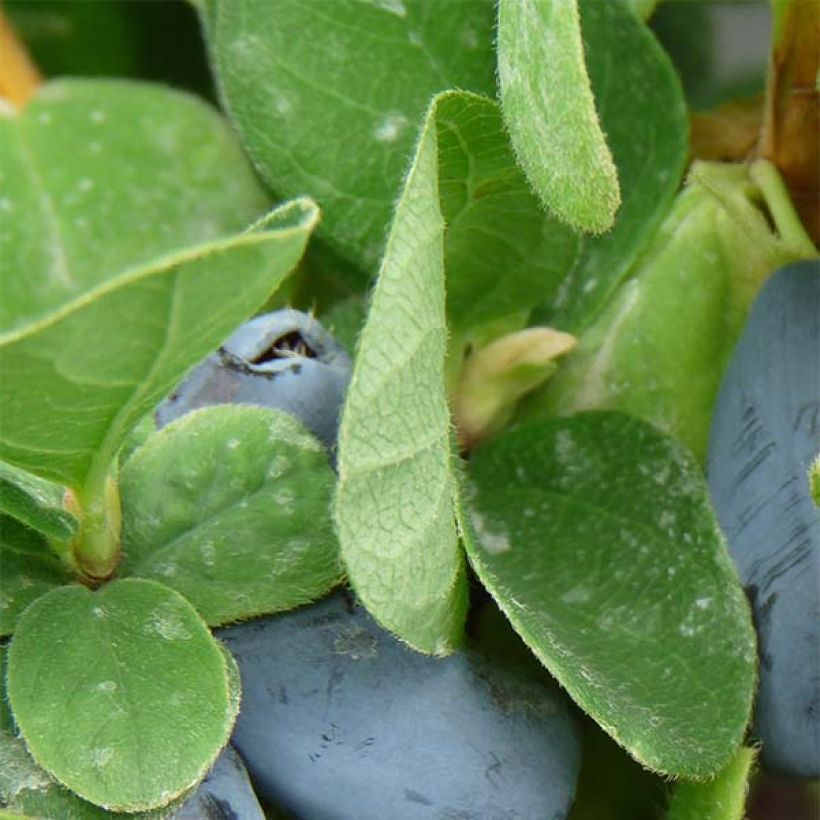 Heckenkirsche Duet - Lonicera kamtschatica (Foliage)
