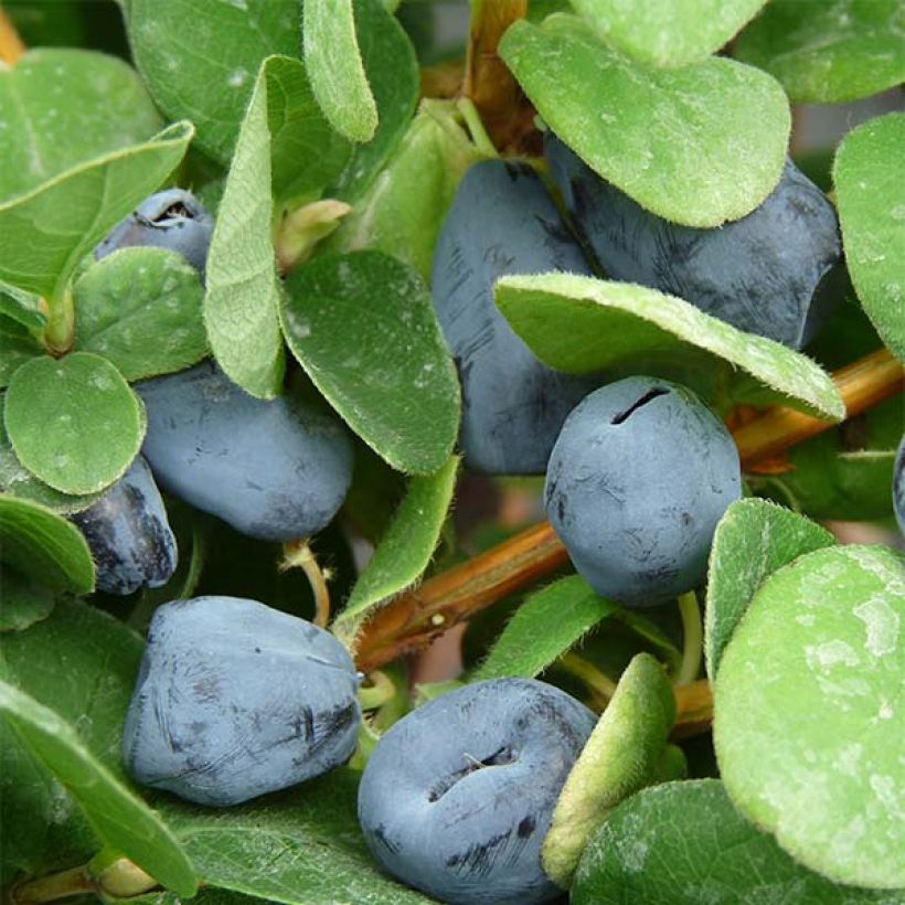 Heckenkirsche Duet - Lonicera kamtschatica (Harvest)