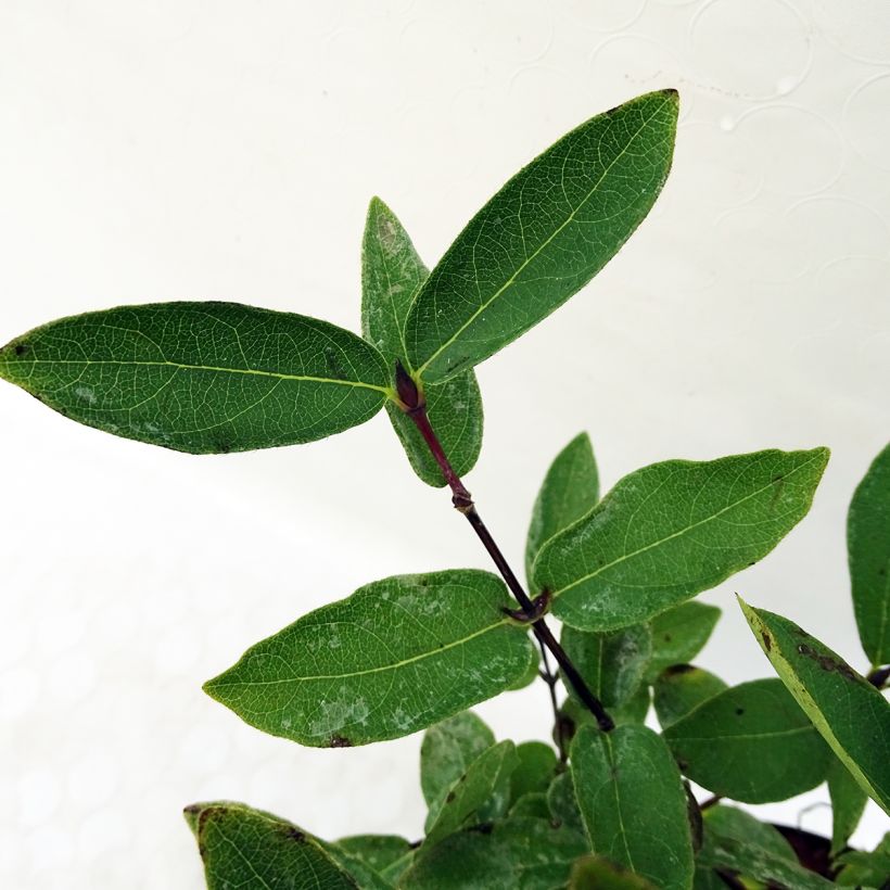 Heckenkirsche Eisbär 'Polar Bear' - Lonicera kamtschatica (Foliage)