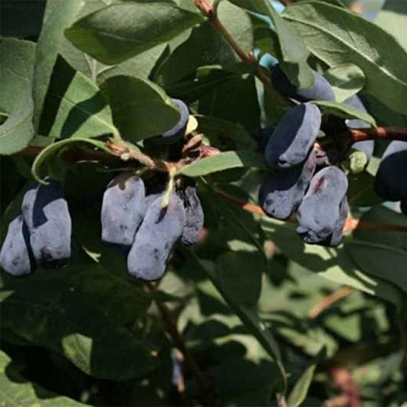 Heckenkirsche Fialka - Lonicera kamtschatica (Flowering)