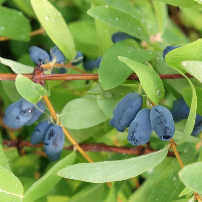 Heckenkirsche Sweet Myberry 'Borealis' - Lonicera kamtschatica (Plant habit)