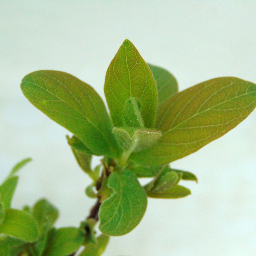 Heckenkirsche Sweet Myberry 'Borealis' - Lonicera kamtschatica (Foliage)