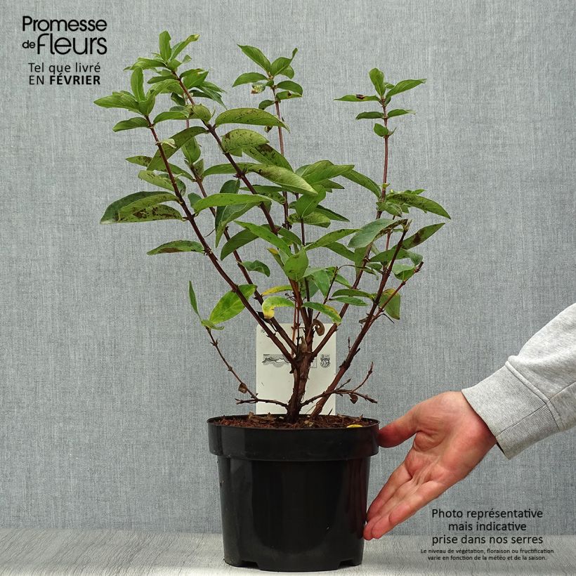Example of Heckenkirsche Sweet Myberry 'Borealis' - Lonicera kamtschatica Topf mit 3L/4L as you get in automne
