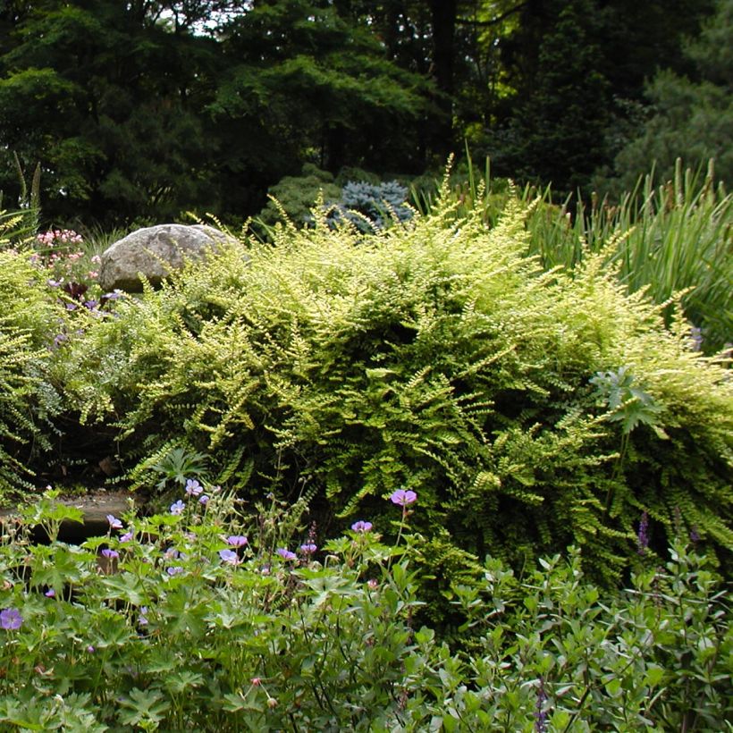 Lonicera nitida - Heckenmyrte (Plant habit)