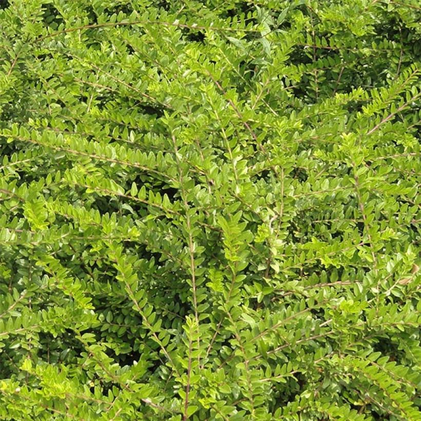Lonicera nitida - Heckenmyrte (Foliage)
