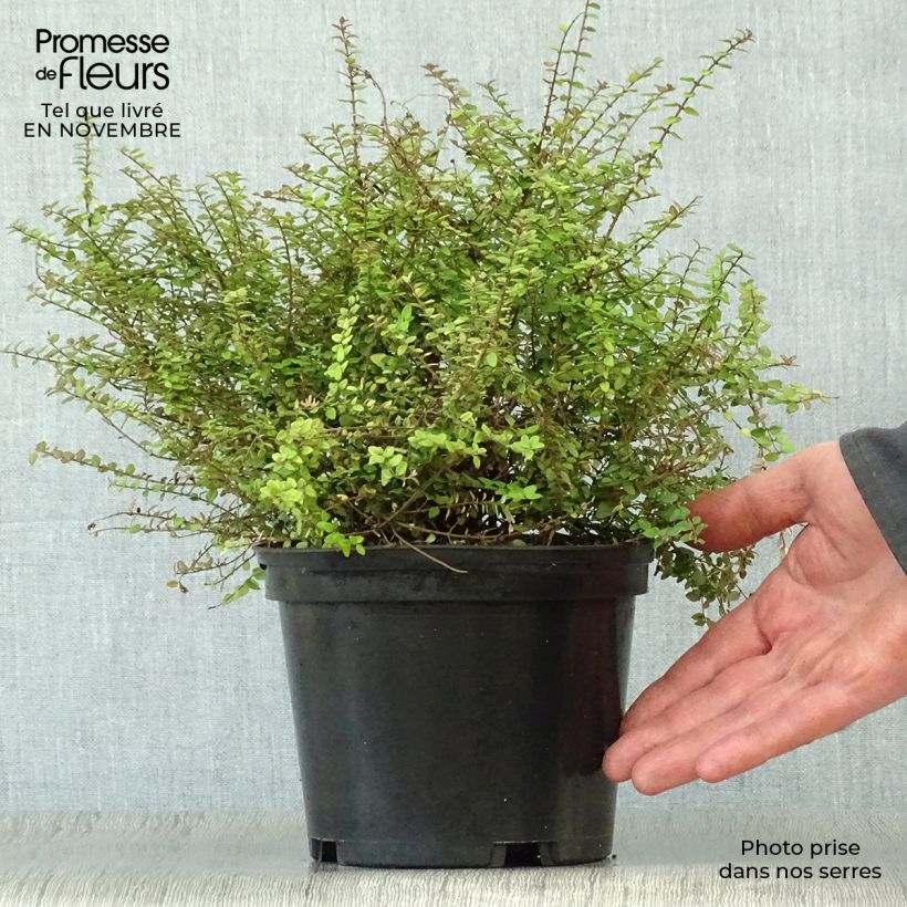Example of Lonicera nitida Baggesen's Gold - Heckenmyrte Topf mit 2L/3L as you get in automne