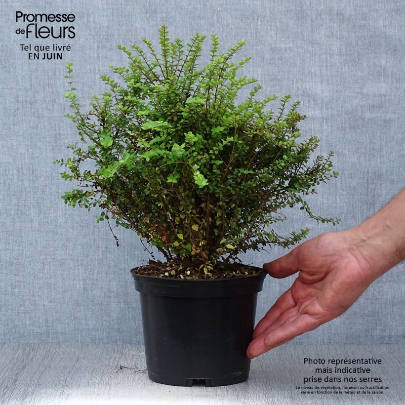 Exemplar von Lonicera nitida Baggesen's Gold - Heckenmyrte Topf mit 2L/3L wie im Sommer geliefert