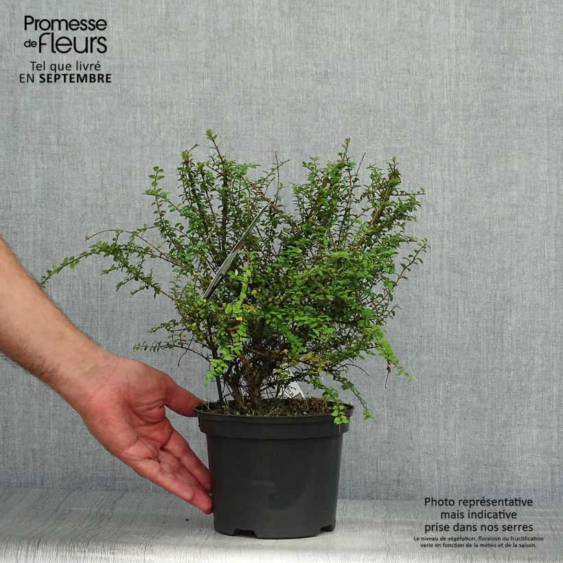 Example of Lonicera nitida Garden Clouds Green Breeze - Heckenmyrte Topf mit 4L/5L as you get in automne