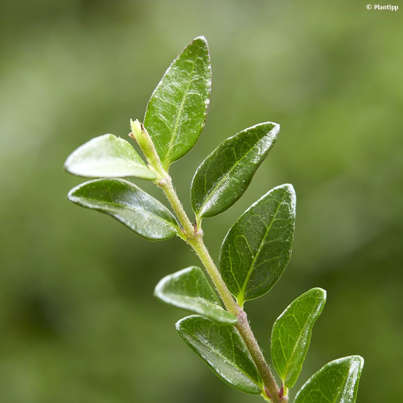Lonicera nitida Garden Clouds Green Breeze - Heckenmyrte (Foliage)
