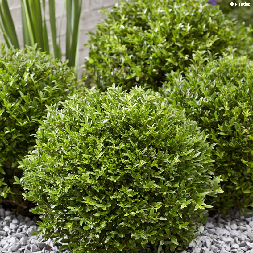 Lonicera nitida Garden Clouds Green Breeze - Heckenmyrte (Plant habit)