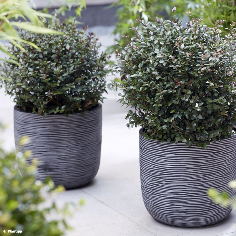 Lonicera nitida Purple Storm - Heckenmyrte (Plant habit)