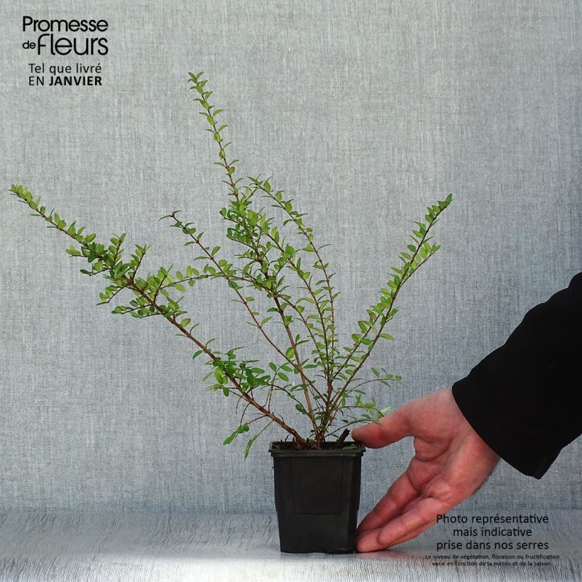 Exemplar von Lonicera nitida Hohenheimer Findling - Heckenmyrte Kleine Töpfe von 8/9 cm wie im Winter geliefert