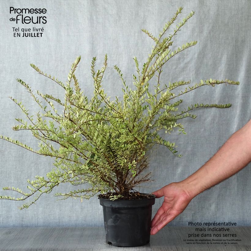 Exemplar von Lonicera nitida Lemon Beauty - Heckenmyrte Topf mit 2L/3L wie im Sommer geliefert