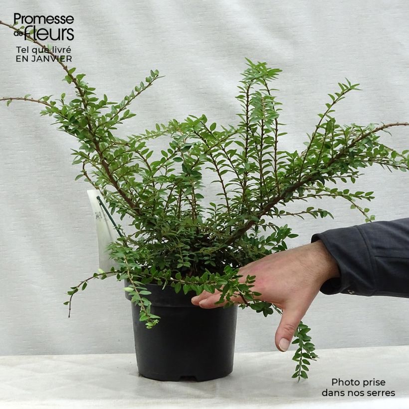 Exemplar von Lonicera nitida Maigrün - Heckenmyrte Topf mit 1L/1,5L wie im Winter geliefert