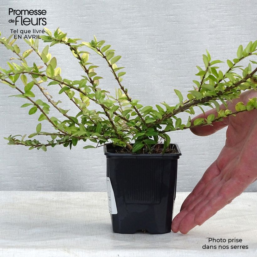 Exemplar von Lonicera nitida Maigrün - Heckenmyrte Kleine Töpfe von 8/9 cm wie im Frühjahr geliefert