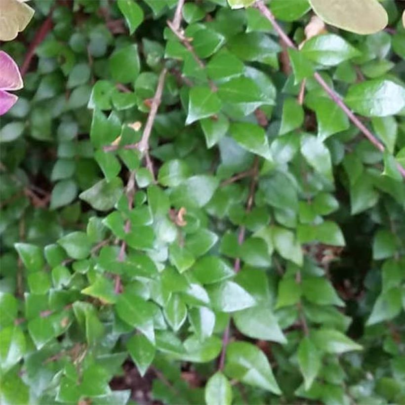 Lonicera nitida Red Tips - Heckenmyrte (Foliage)