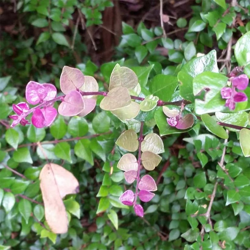 Lonicera nitida Red Tips - Heckenmyrte (Flowering)