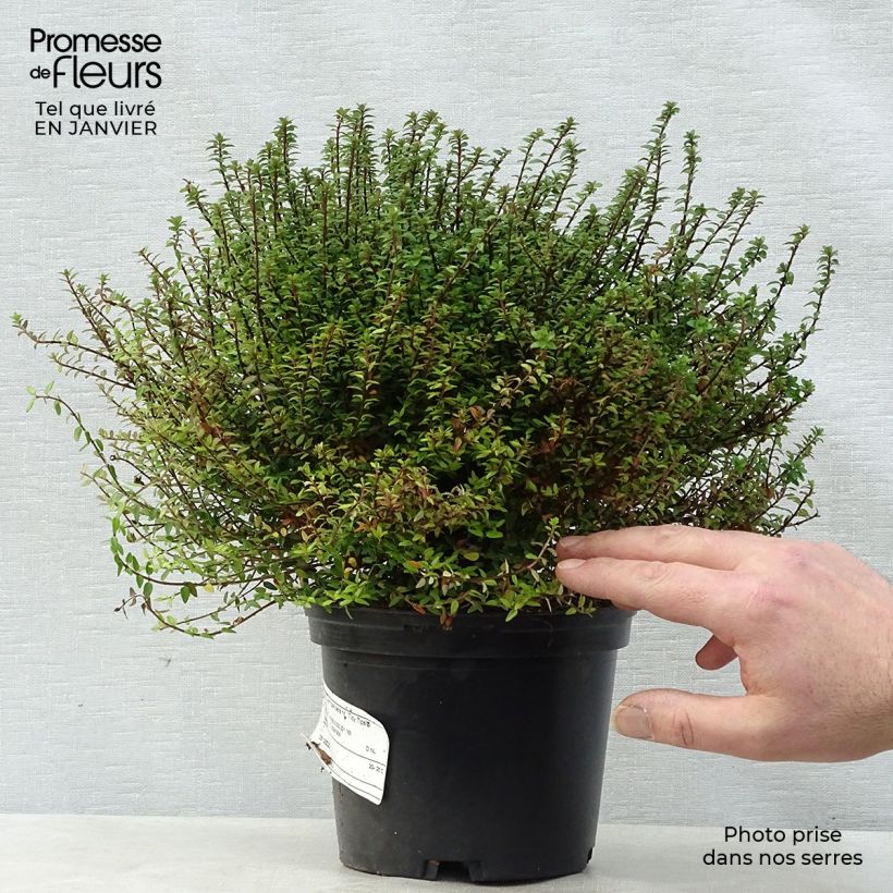 Exemplar von Lonicera nitida Red Tips - Heckenmyrte Topf mit 2L/3L wie im Winter geliefert