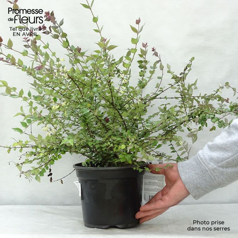 Exemplar von Lonicera nitida Red Tips - Heckenmyrte Topf mit 2L/3L wie im Frühjahr geliefert