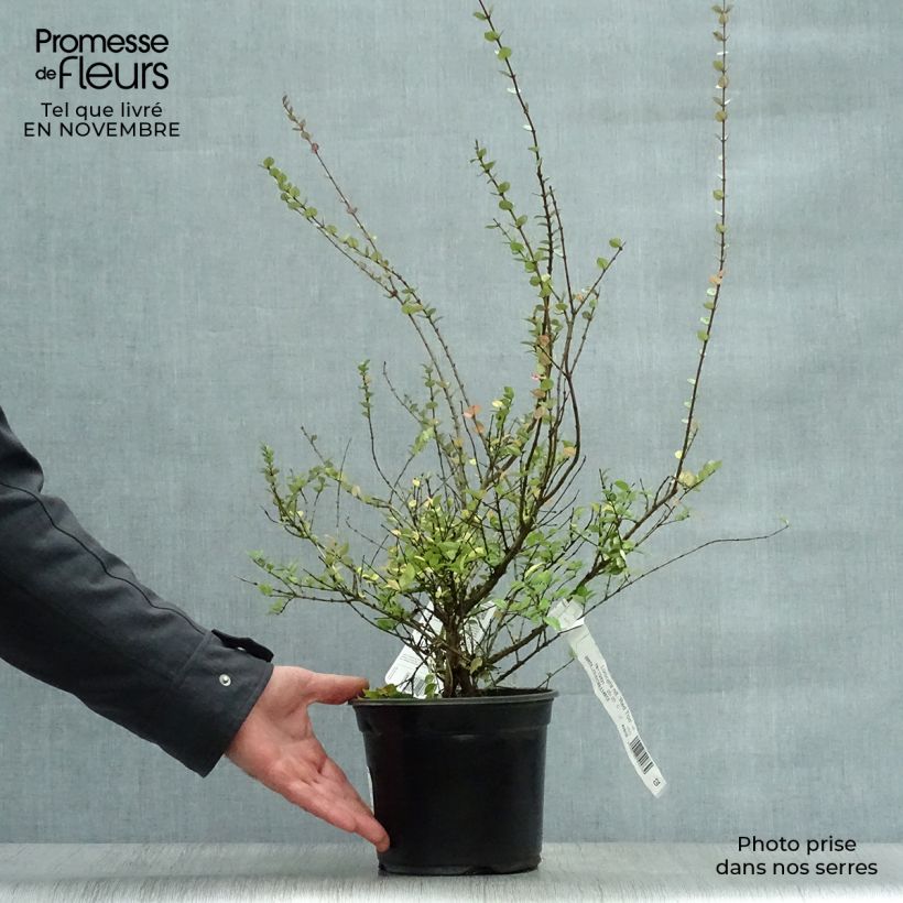 Example of Lonicera nitida Red Tips - Heckenmyrte Topf mit 2L/3L as you get in automne