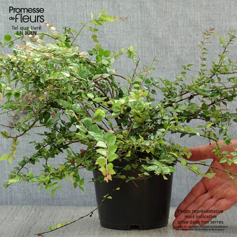 Exemplar von Lonicera nitida Red Tips - Heckenmyrte Topf mit 2L/3L wie im Sommer geliefert