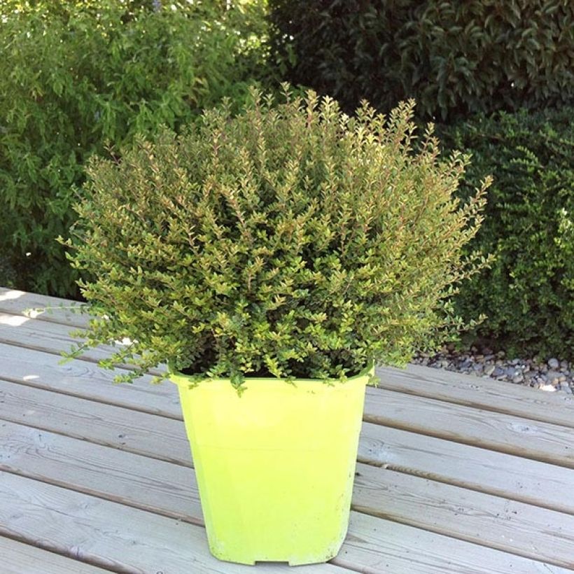 Lonicera nitida Scoop 'Chalons - Heckenmyrte (Plant habit)