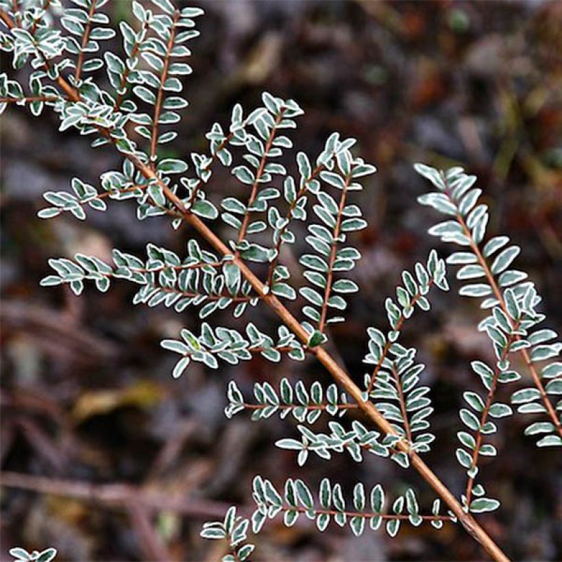 Lonicera nitida Silver Beauty - Heckenmyrte (Foliage)