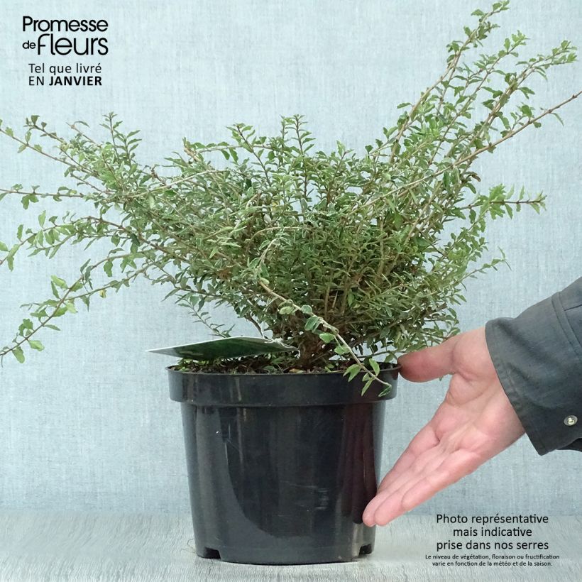 Exemplar von Lonicera nitida Silver Beauty - Heckenmyrte Topf mit 2L/3L wie im Winter geliefert