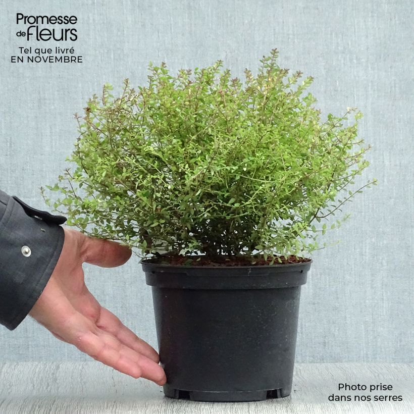 Example of Lonicera nitida Tidy Tips - Heckenmyrte Topf mit 2L/3L as you get in automne