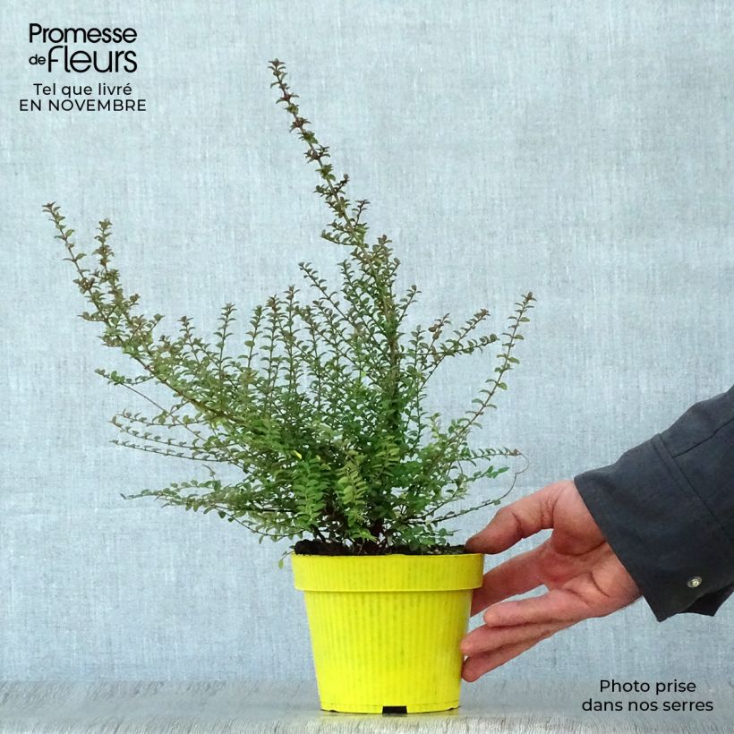 Example of Lonicera nitida - Heckenmyrte Topf mit 1L/1,5L as you get in automne