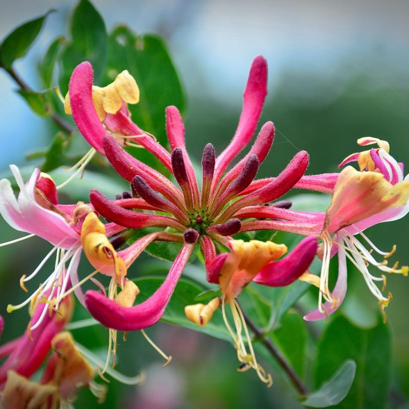 Lonicera periclymenum Belgica Select - Wald-Geißschlinge (Flowering)