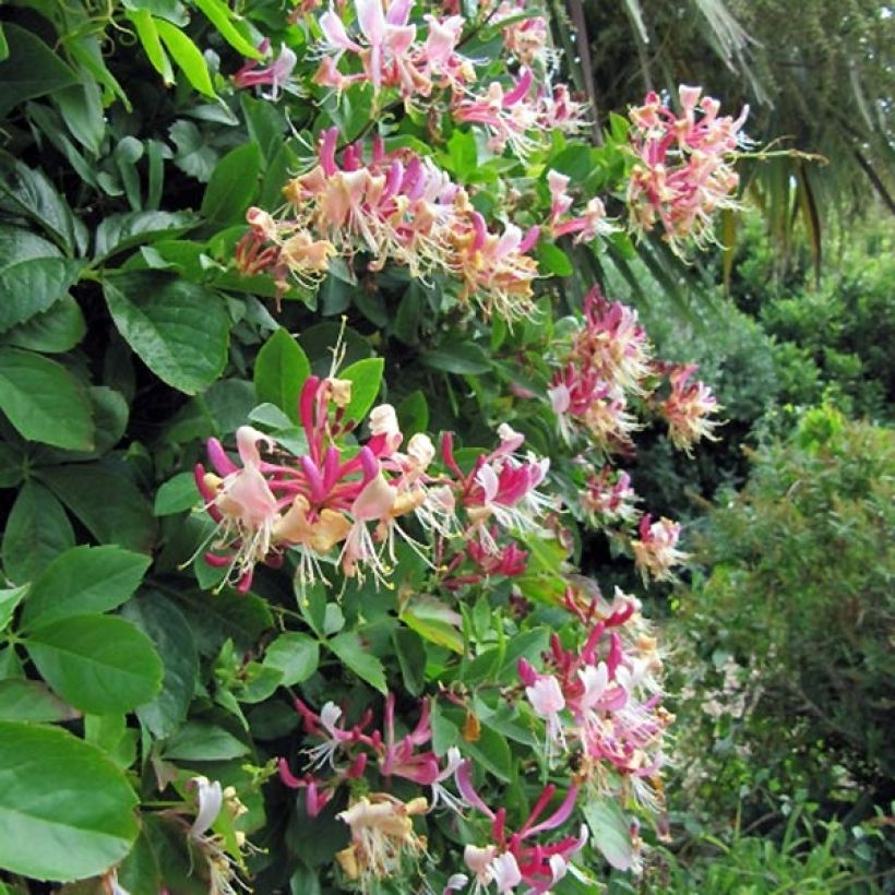 Lonicera periclymenum Belgica Select - Wald-Geißschlinge (Plant habit)