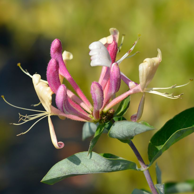 Lonicera periclymenum Belgica - Wald-Geißschlinge (Flowering)