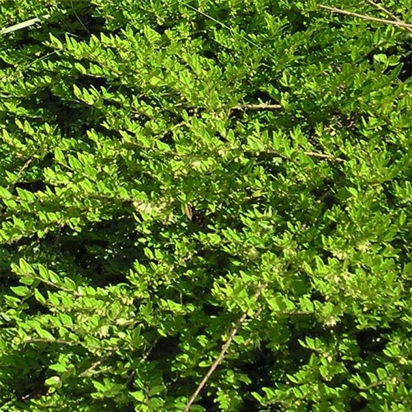 Lonicera pileata - Böschungsmyrthe (Foliage)
