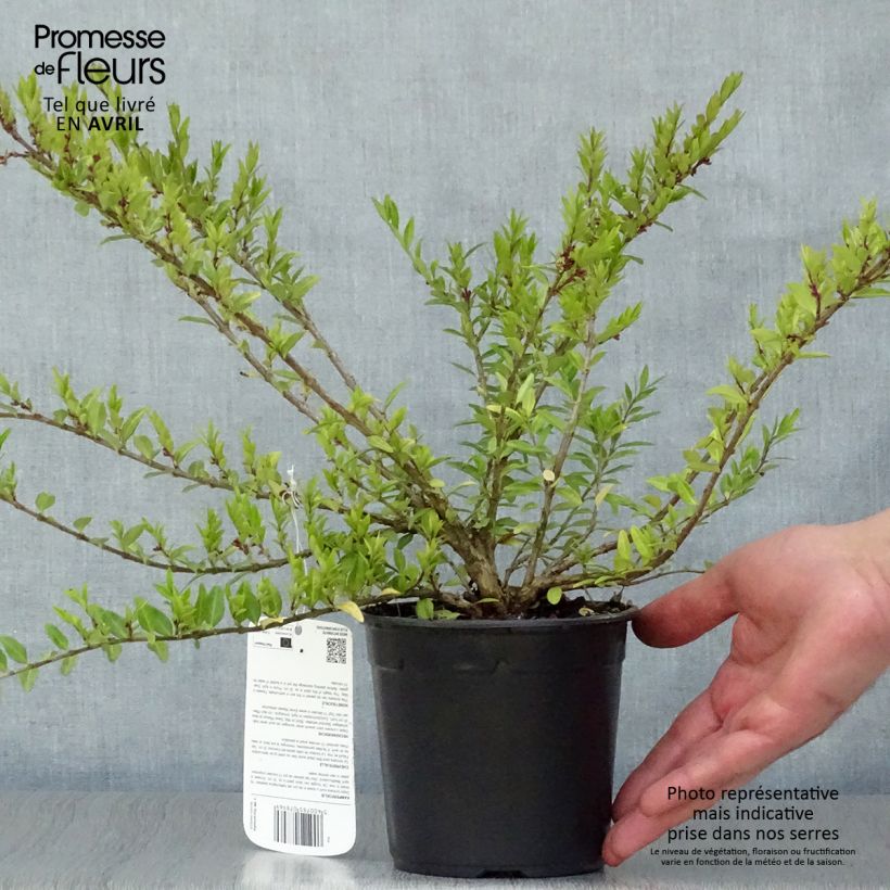 Exemplar von Lonicera pileata - Böschungsmyrthe Topf mit 1L/1,5L wie im Frühjahr geliefert