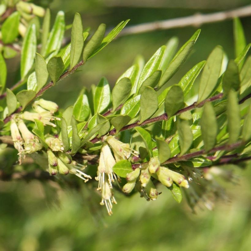 Lonicera pileata Mossgreen - Böschungsmyrthe (Foliage)