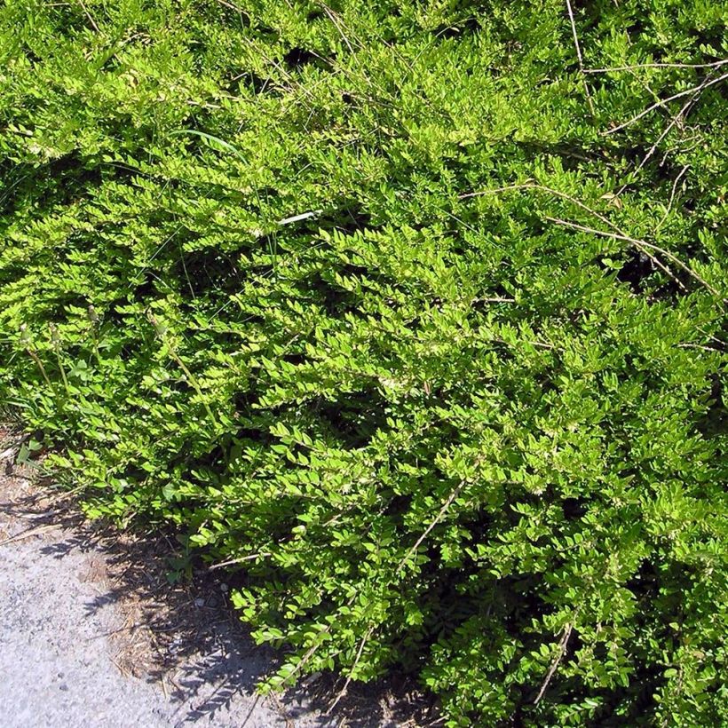Lonicera pileata Mossgreen - Böschungsmyrthe (Plant habit)