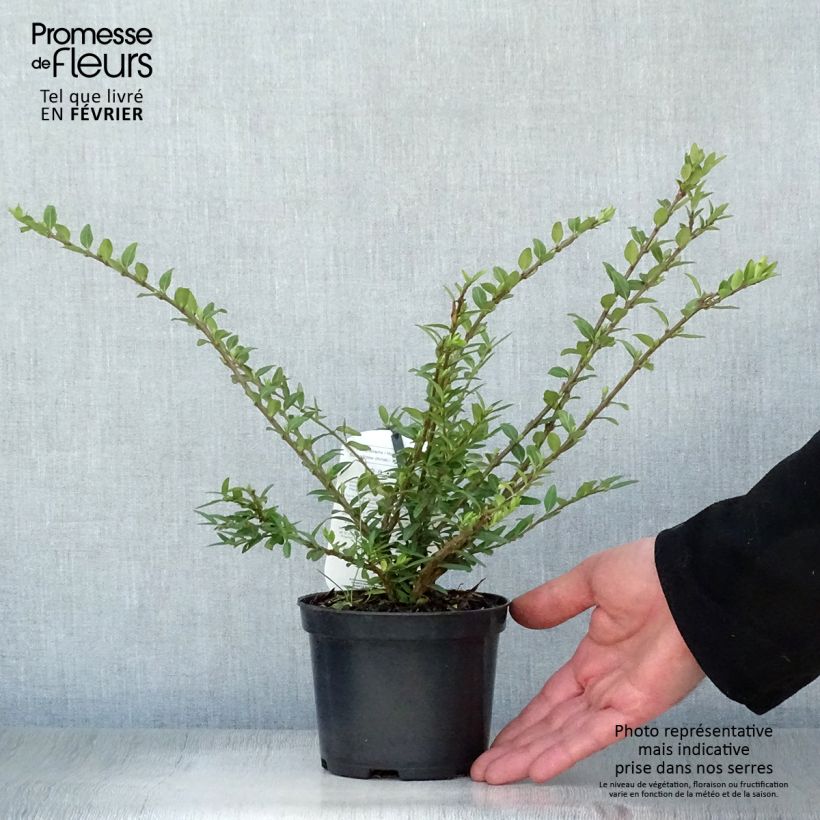 Exemplar von Lonicera pileata Mossgreen - Böschungsmyrthe Topf mit 1L/1,5L wie im Winter geliefert