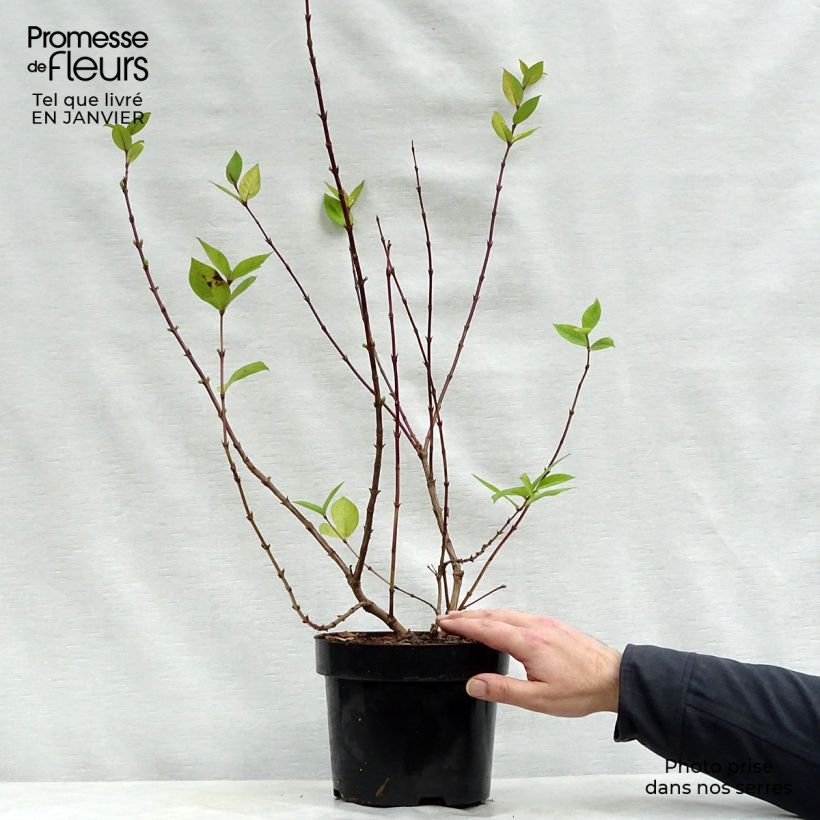 Exemplar von Lonicera purpusii Winter Beauty - Winter-Heckenkirsche Topf mit 3L/4L wie im Winter geliefert