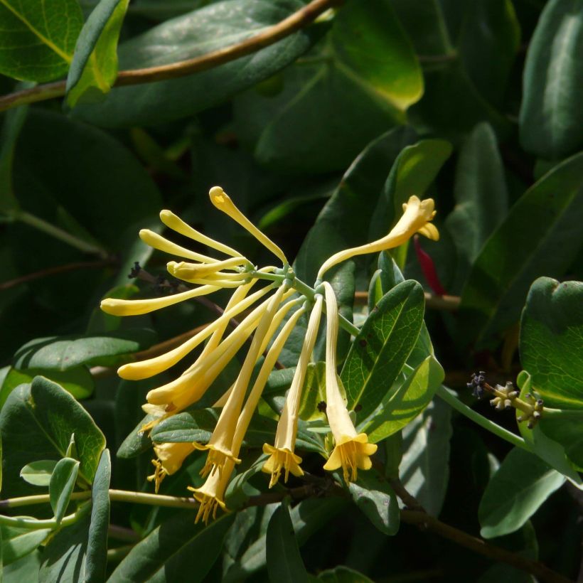 Lonicera sempervirens John Clayton - Immergrünes Geißblatt (Flowering)