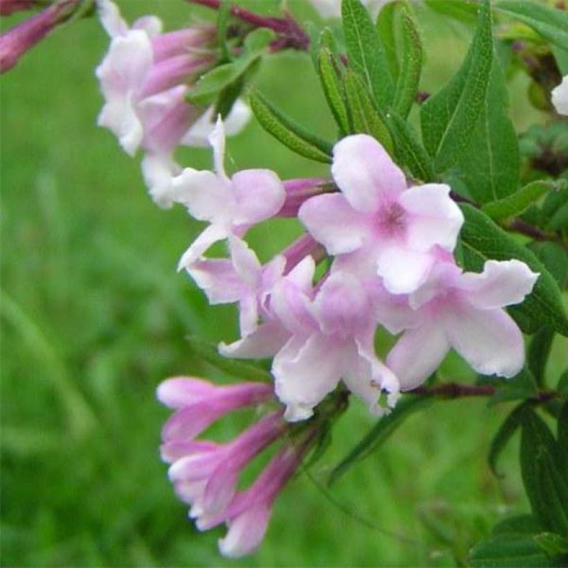 Lonicera syringantha - Heckenkirsche (Flowering)