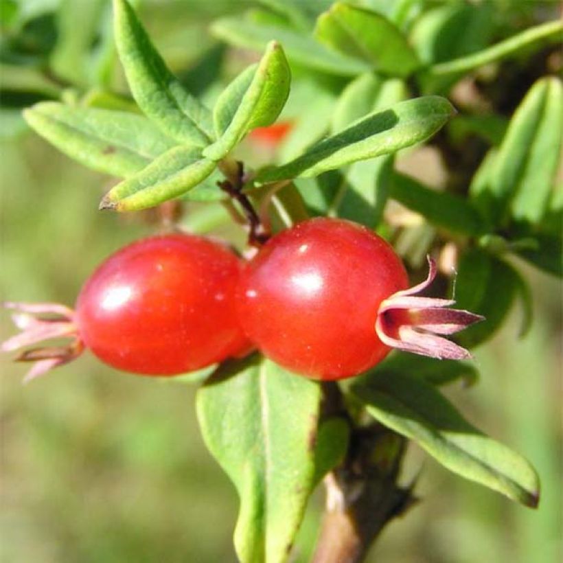 Lonicera syringantha - Heckenkirsche (Harvest)