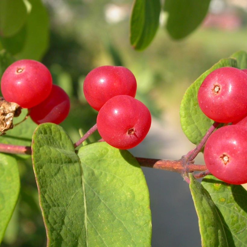 Lonicera tatarica - Tatarische Heckenkirsche (Harvest)