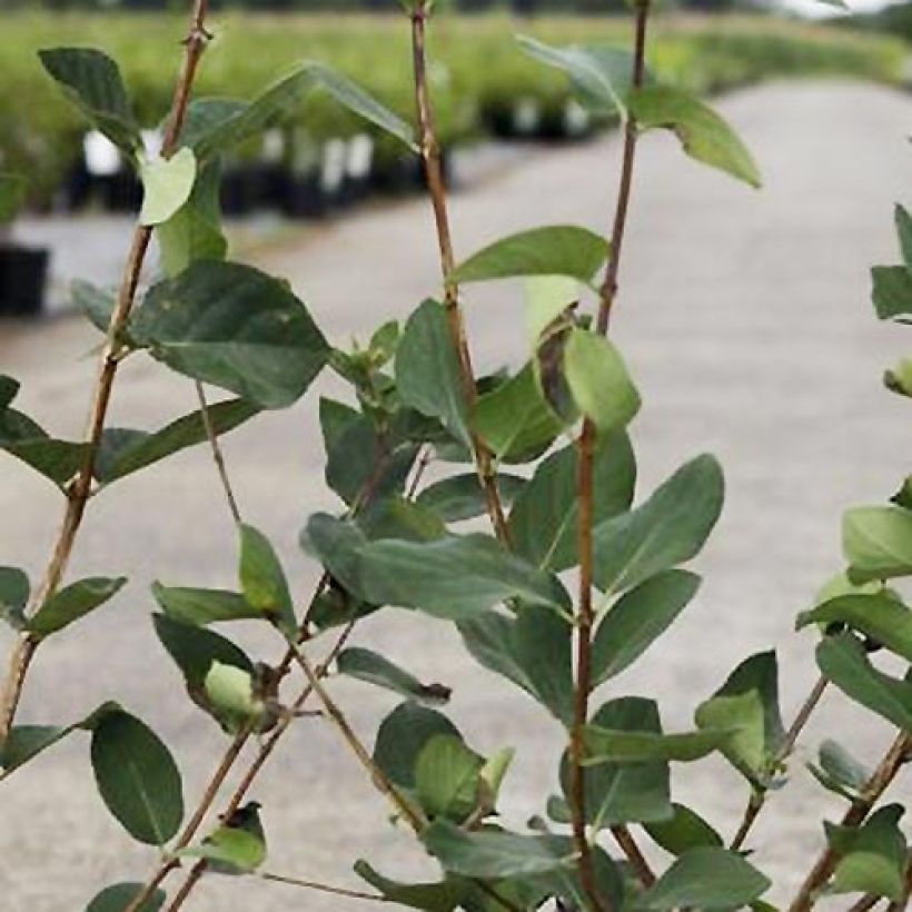 Lonicera tatarica Arnold Red - Tatarische Heckenkirsche (Foliage)
