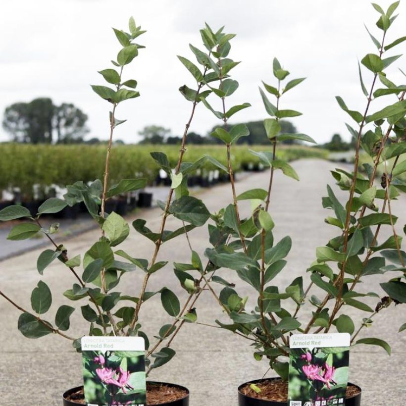 Lonicera tatarica Arnold Red - Tatarische Heckenkirsche (Plant habit)