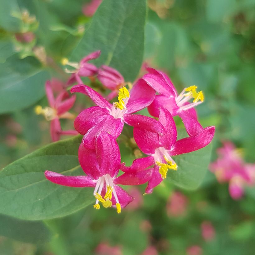 Lonicera tatarica Arnold Red - Tatarische Heckenkirsche (Flowering)