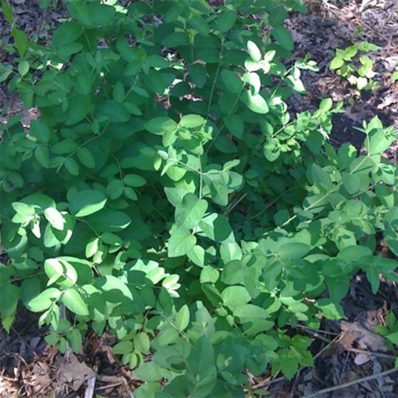 Lonicera tatarica Hack's Red - Tatarische Heckenkirsche (Foliage)