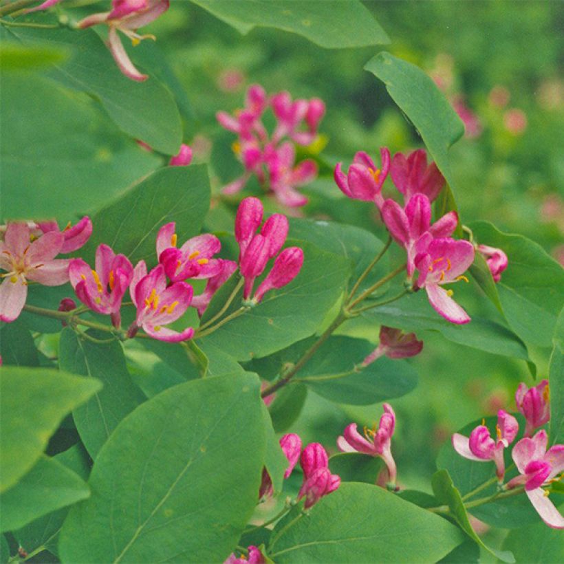 Lonicera tatarica Hack's Red - Tatarische Heckenkirsche (Flowering)